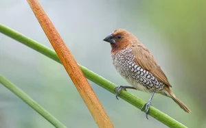 Discover the Vibrant Migratory Birds of Vietnam: A Closer Look at Rare Red Avian Species - image 5