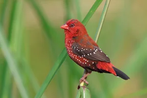 Discover the Vibrant Migratory Birds of Vietnam: A Closer Look at Rare Red Avian Species - image 6