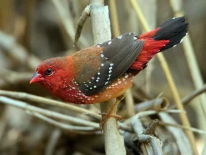 Discover the Vibrant Migratory Birds of Vietnam: A Closer Look at Rare Red Avian Species - image 1