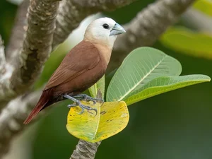 Discover the Vibrant Migratory Birds of Vietnam: A Closer Look at Rare Red Avian Species - image 2