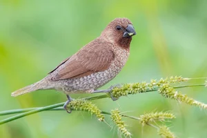 Discover the Vibrant Migratory Birds of Vietnam: A Closer Look at Rare Red Avian Species - image 9