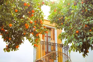 Top 10 Most Fragrant Destinations Around the World for Sensory Travel - image 2