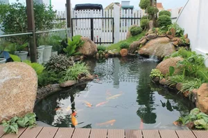 Essential Principles for Building a Luxury Front Yard Fish Pond to Attract Prosperity and Good Feng Shui - image 8