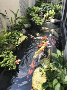 Essential Principles for Building a Luxury Front Yard Fish Pond to Attract Prosperity and Good Feng Shui - image 0
