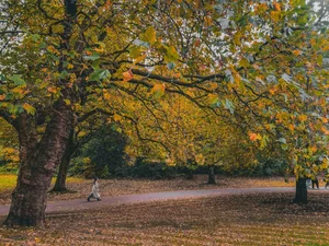 Autumn Magic in Edinburgh: A Fairytale Escape to Scotland - image 10