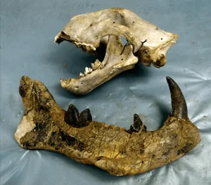 Exploring Ancient Giants: A Deep Dive into Fossil Archives and Prehistoric Discoveries - image 2