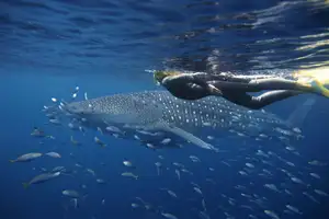 Witness giant sea turtles in Australia's ocean paradise: A magical moment on untouched sands - image 1