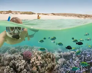 Witness giant sea turtles in Australia's ocean paradise: A magical moment on untouched sands - image 4