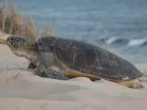 Witness giant sea turtles in Australia's ocean paradise: A magical moment on untouched sands - image 2