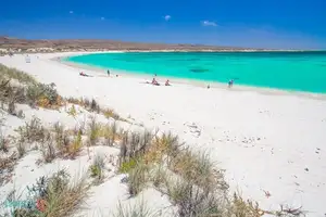 Witness giant sea turtles in Australia's ocean paradise: A magical moment on untouched sands - image 3
