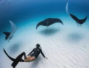 Witness giant sea turtles in Australia's ocean paradise: A magical moment on untouched sands - image 5