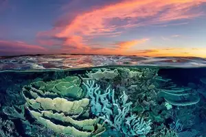 Witness giant sea turtles in Australia's ocean paradise: A magical moment on untouched sands - image 6