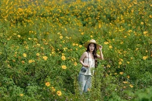 Discovering the Golden Wild Sunflower Season at Da Lat's Historic Cam Ly Airport - image 7
