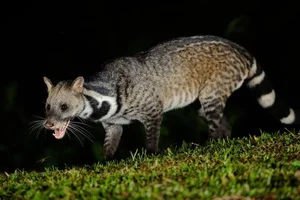 Fascinating Behaviors and Unique Traits of the Viverridae Family: Exploring the World of Civets and Genets - image 15
