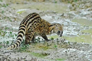 Fascinating Behaviors and Unique Traits of the Viverridae Family: Exploring the World of Civets and Genets - image 1