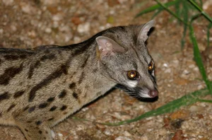 Fascinating Behaviors and Unique Traits of the Viverridae Family: Exploring the World of Civets and Genets - image 9