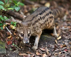 Fascinating Behaviors and Unique Traits of the Viverridae Family: Exploring the World of Civets and Genets - image 7