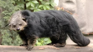 Fascinating Behaviors and Unique Traits of the Viverridae Family: Exploring the World of Civets and Genets - image 14