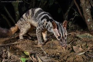Fascinating Behaviors and Unique Traits of the Viverridae Family: Exploring the World of Civets and Genets - image 5