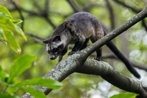 Fascinating Behaviors and Unique Traits of the Viverridae Family: Exploring the World of Civets and Genets - image 4