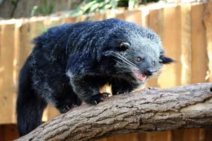 Fascinating Behaviors and Unique Traits of the Viverridae Family: Exploring the World of Civets and Genets - image 13