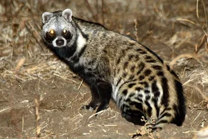 Fascinating Behaviors and Unique Traits of the Viverridae Family: Exploring the World of Civets and Genets - image 8