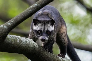 Fascinating Behaviors and Unique Traits of the Viverridae Family: Exploring the World of Civets and Genets - image 10