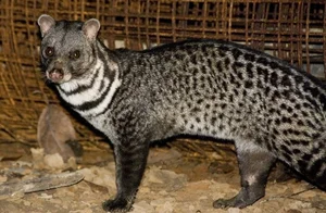 Fascinating Behaviors and Unique Traits of the Viverridae Family: Exploring the World of Civets and Genets - image 0