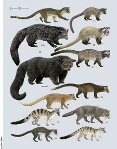 Fascinating Behaviors and Unique Traits of the Viverridae Family: Exploring the World of Civets and Genets - image 2