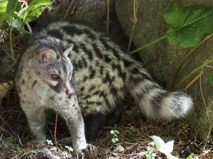 Fascinating Behaviors and Unique Traits of the Viverridae Family: Exploring the World of Civets and Genets - image 6