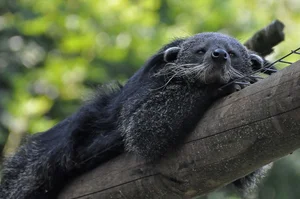 Fascinating Behaviors and Unique Traits of the Viverridae Family: Exploring the World of Civets and Genets - image 17