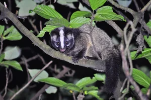 Fascinating Behaviors and Unique Traits of the Viverridae Family: Exploring the World of Civets and Genets - image 12