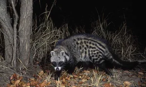 Fascinating Behaviors and Unique Traits of the Viverridae Family: Exploring the World of Civets and Genets - image 16