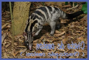 Fascinating Behaviors and Unique Traits of the Viverridae Family: Exploring the World of Civets and Genets - image 11