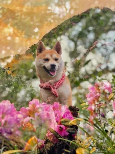 Meet the Adventurous Dog Who Conquered Vietnam's 7 Highest Mountain Peaks - image 3