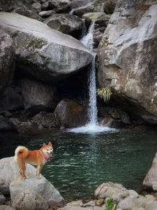 Meet the Adventurous Dog Who Conquered Vietnam's 7 Highest Mountain Peaks - image 7