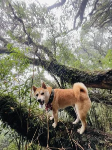 Meet the Adventurous Dog Who Conquered Vietnam's 7 Highest Mountain Peaks - image 4