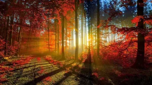 Top 100 Full HD Nature and Landscape Desktop Wallpapers for 2023 - image 60