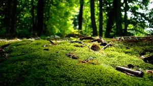 Top 100 Full HD Nature and Landscape Desktop Wallpapers for 2023 - image 8