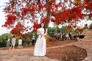 Vibrant Red Flamboyant Flowers Bloom on the Historic A1 Hill in Dien Bien Phu - image 2