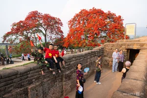 Vibrant Red Flamboyant Flowers Bloom on the Historic A1 Hill in Dien Bien Phu - image 4