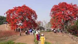 Vibrant Red Flamboyant Flowers Bloom on the Historic A1 Hill in Dien Bien Phu - image 9