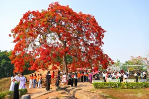 Vibrant Red Flamboyant Flowers Bloom on the Historic A1 Hill in Dien Bien Phu - image 5