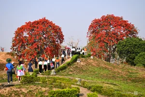 Vibrant Red Flamboyant Flowers Bloom on the Historic A1 Hill in Dien Bien Phu - image 1