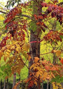 5 Secret Autumn Spots in South Korea for Stunning Fall Foliage - image 7