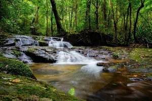 Bidoup Nui Ba Trekking: A Soulful Journey Through Vietnam’s Misty Ancient Forests and Mossy Trails - image 4
