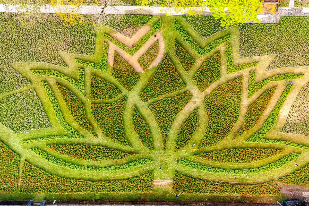 Stunning Giant Lotus Flower Installation at Hue Imperial City: A Vibrant Lunar New Year Celebration in Vietnam