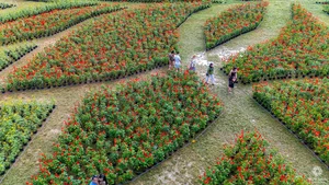 Stunning Giant Lotus Flower Installation at Hue Imperial City: A Vibrant Lunar New Year Celebration in Vietnam - image 6