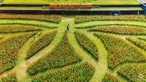 Stunning Giant Lotus Flower Installation at Hue Imperial City: A Vibrant Lunar New Year Celebration in Vietnam - image 1