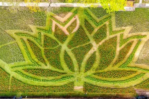 Stunning Giant Lotus Flower Installation at Hue Imperial City: A Vibrant Lunar New Year Celebration in Vietnam - image 8